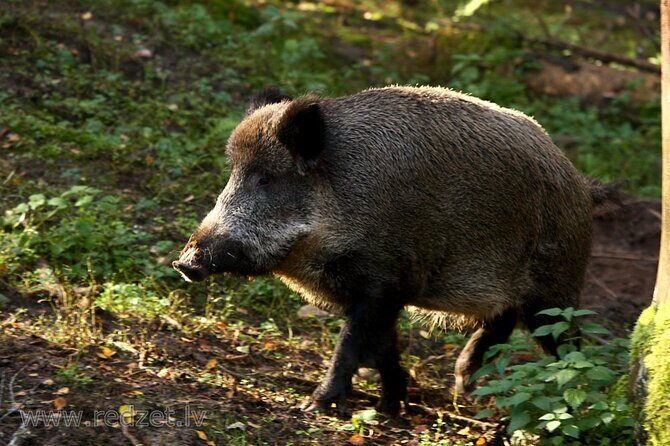 Day trip to Gauja National Park: animals, castles and a cave - Key highlights worth your attention