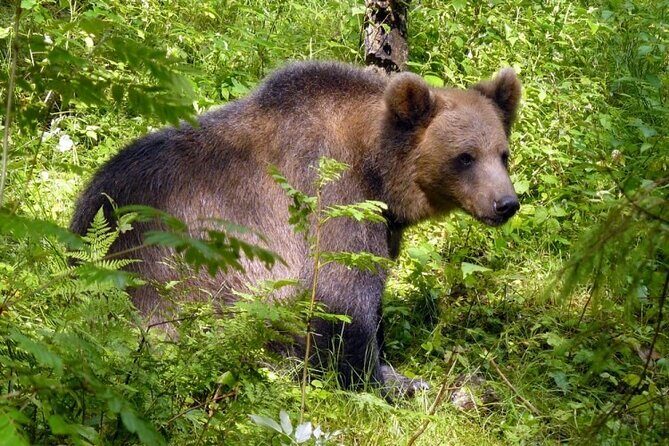 Day trip to Gauja National Park: animals, castles and a cave - Ligatne papermill village: a 19th-century place you can still feel