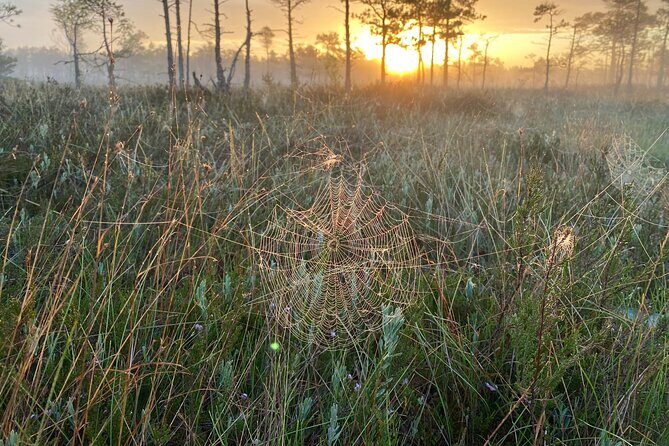 From Riga: Kemeri Bog Boardwalk and Jurmala Seaside - What to Pack: Comfortable Shoes, Bug Control, and Flex for Lunch