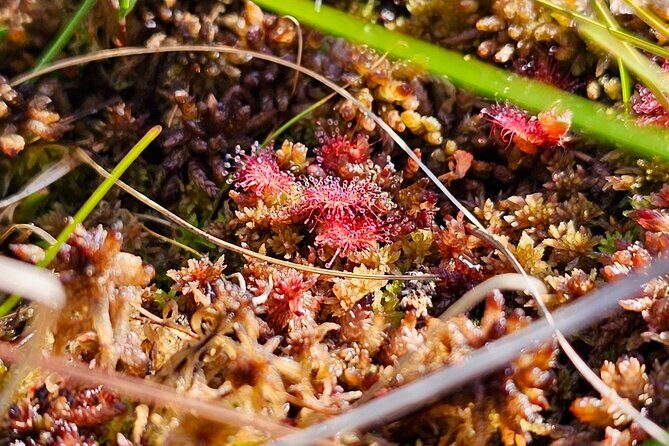 Great Ķemeri Bog and Swamp Forest Hiking Adventure - Price and value: what $156.21 buys you (and why it’s not just a “walk”)