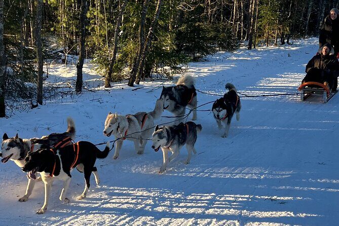 Husky dog sled/bike kart ride in Latvia ~ 3h group tour from Riga - What Makes This Husky Ride Different From a Quick Sled Drop-Off