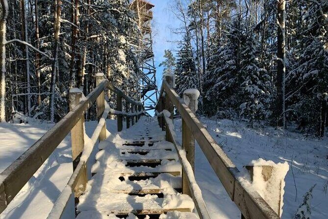 Husky dog sled/bike kart ride in Latvia ~ 3h group tour from Riga - Getting From Riga: Pickup, Comfort, and the Drive Out to the Forest