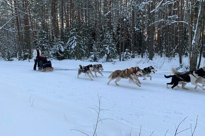 Husky dog sled/bike kart ride in Latvia ~ 3h group tour from Riga - No Snow, No Ice: The Bike Kart Plan That Keeps the Day Alive