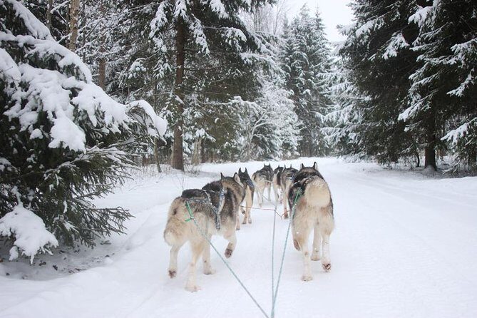 Husky Dog Sledding Tour From Riga - Key Points You’ll Care About Before Booking