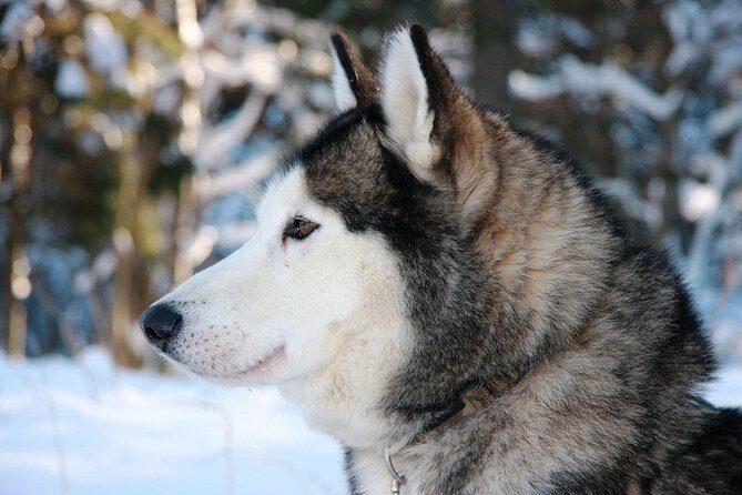 Husky Dog Sledding Tour From Riga - Salaspils Starts The Fun Fast: How The Day Flows