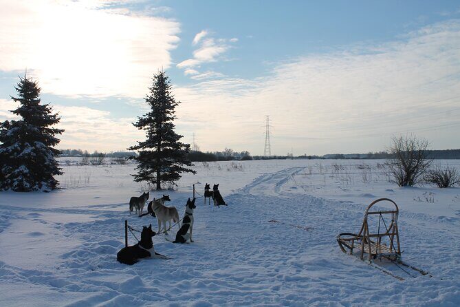 Husky Dog Sledding Tour From Riga - Dog-Cart Backup When Snow Is Thin