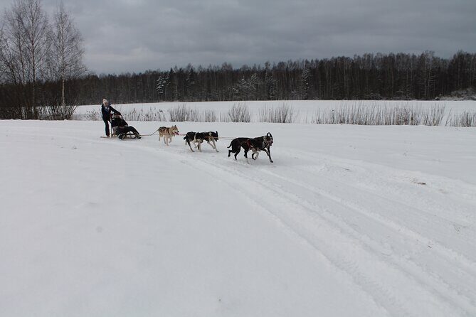 Husky Dog Sledding Tour From Riga - The Snowy Forest Trail Stop: Great Kangari Or Blue Hill
