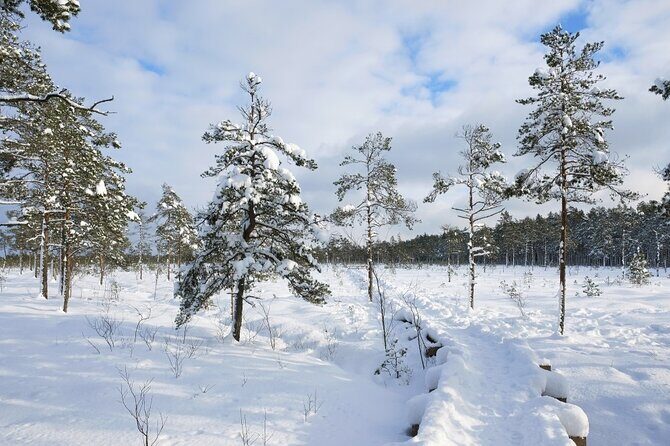 Husky Dog Sledding Tour From Riga - Hot Drinks, Snacks, And Latvian Comfort After The Ride