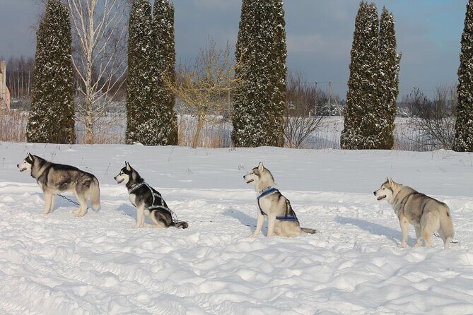 Husky Dog Sledding Tour From Riga - Price And Value: Is $174.15 Worth It?