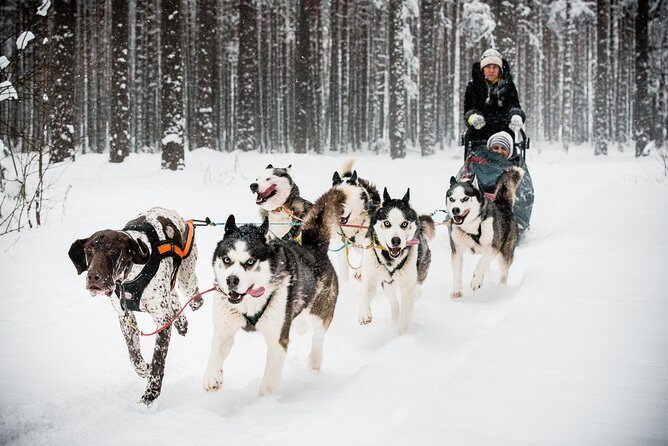 Husky Dog Sledding Tour From Riga - Musher Training And The About-3km Sled Run