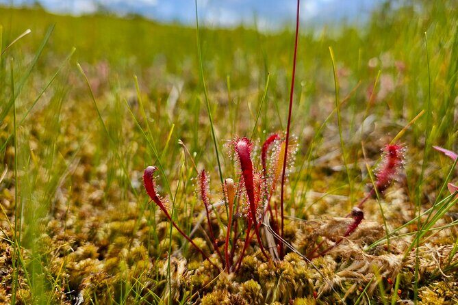 Ķemeri Great Bog Discovery With Optional Sunrise & Jūrmala Visit - The 2-hour 5 km boardwalk walk: pace, shoes, and what to look for