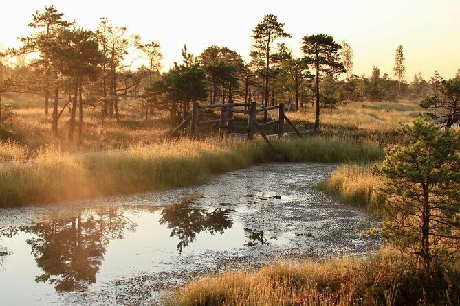 Sunrise at Kemeri National Park - Small Group - Leaving Riga early: the timing that saves your morning