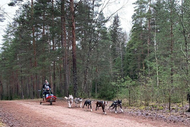 Ultimate Husky dog sledding experience in Latvia - Private tour from Riga - A Conifer-Forest Husky Ride That Changes With the Weather