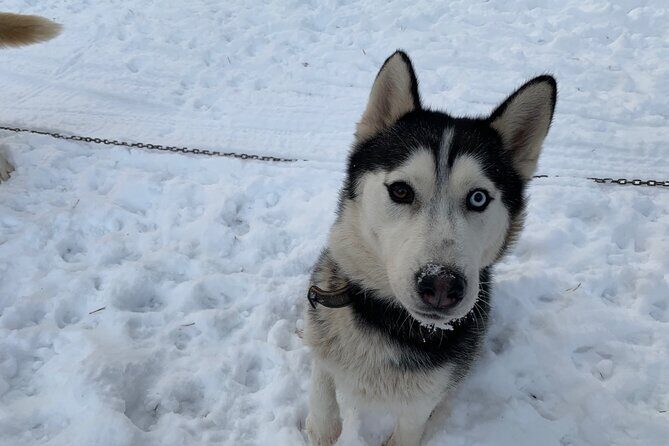 Ultimate Husky dog sledding experience in Latvia - Private tour from Riga - How Long You’re Riding (and How to Keep Expectations Right)