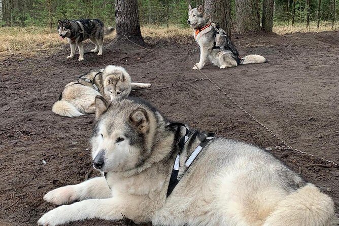 Ultimate Husky dog sledding experience in Latvia - Private tour from Riga - Who Should Book This Husky Tour (and Who Should Rethink It)