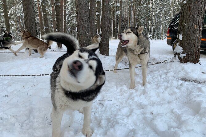 Ultimate Husky dog sledding experience in Latvia - Private tour from Riga - Sleds With Snow vs. Bike Carts Without It